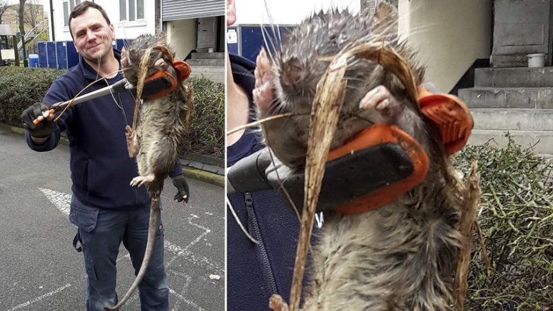 Massive Rat Found Scenic Rim Pest Management massive-rat-found-scenic-rim-pest-management